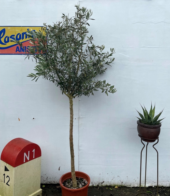 U.K grown Olive Tree