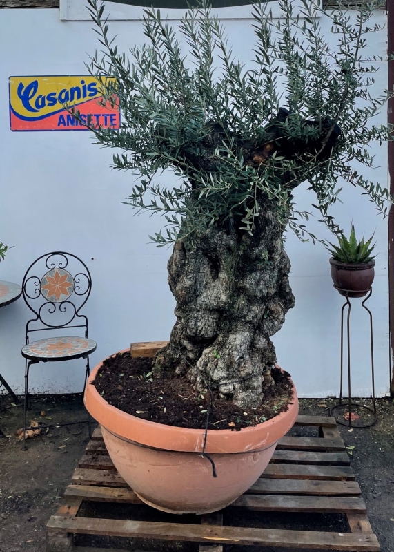 Gnarled Olive tree in Bonsai Bowl
