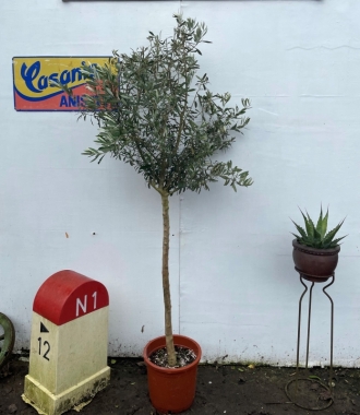 U.K grown Olive Tree